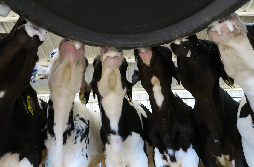 milk bar etos zywienie zwierzat