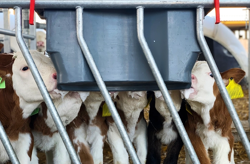 milk bar system żywienia cieląt